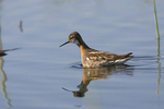����������� ��������� (Phalaropus lobatus) �������� ������
